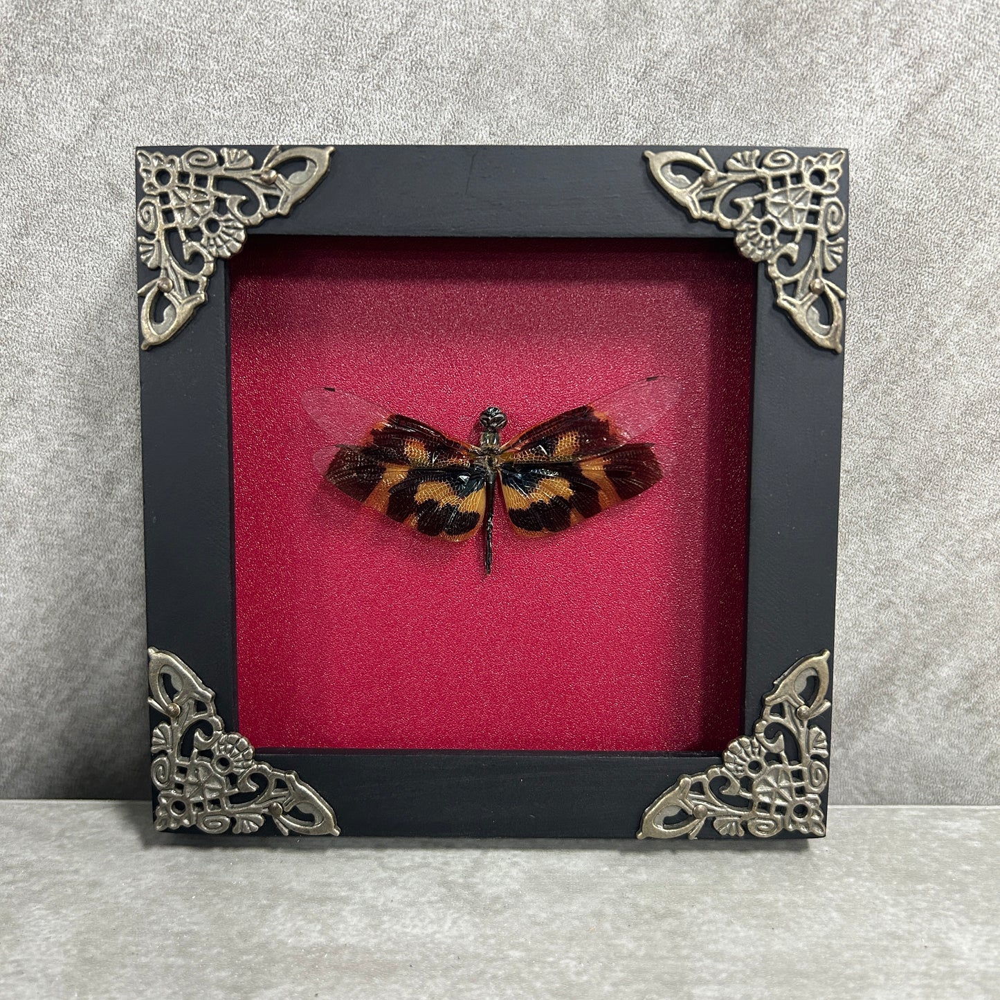 Real Dragonfly Specimen Framed, Insect Bug Artwork, Gothic Home Decor, Dark Academia, Oddities Wall Display - Rhyothemis variegata Female
