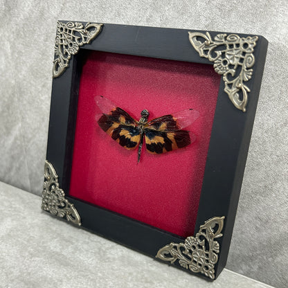 Real Dragonfly Specimen Framed, Insect Bug Artwork, Gothic Home Decor, Dark Academia, Oddities Wall Display - Rhyothemis variegata Female