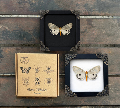 Framed Moth Taxidermy Real Insect Bug Art Gothic Decor Entomology Gift K12-123-TR