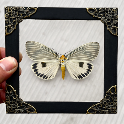Framed Moth Taxidermy Real Insect Bug Art Gothic Decor Entomology Gift K12-123-TR