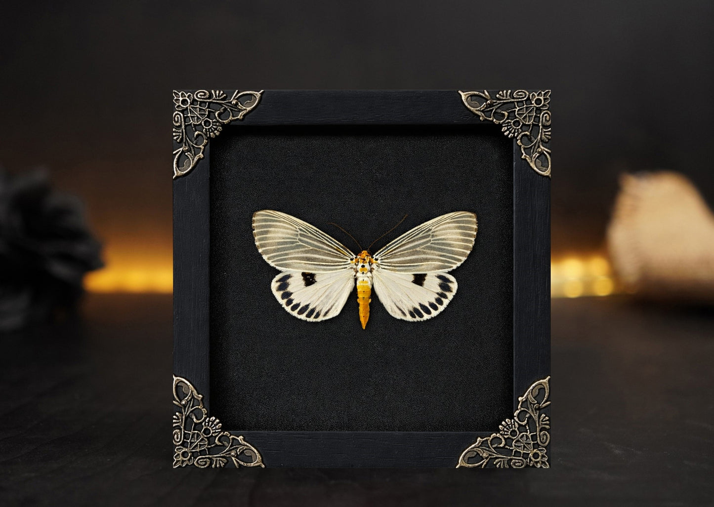 Framed Moth Taxidermy Real Insect Bug Art Gothic Decor Entomology Gift K12-123-TR