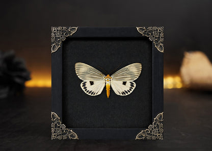 Framed Moth Taxidermy Real Insect Bug Art Gothic Decor Entomology Gift K12-123-TR