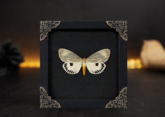 Framed Moth Taxidermy Real Insect Bug Art Gothic Decor Entomology Gift K12-123-TR