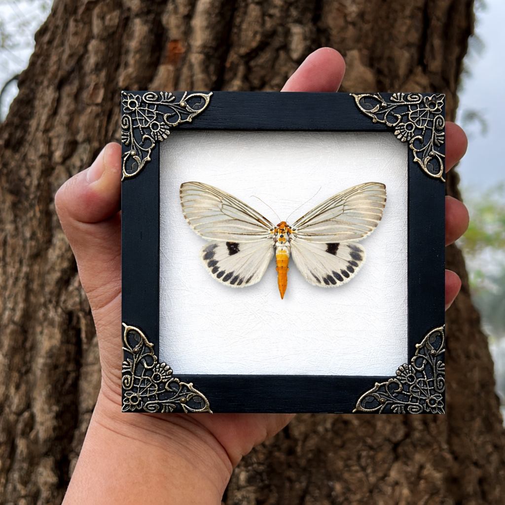 Framed Moth Taxidermy Real Insect Bug Art Gothic Decor Entomology Gift K12-123-TR