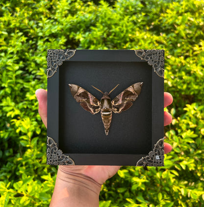 Framed Black Moth Taxidermy, Real Insect Bug Artwork, Gothic Home Decor and Oddities Wall Display  K14-74-DE