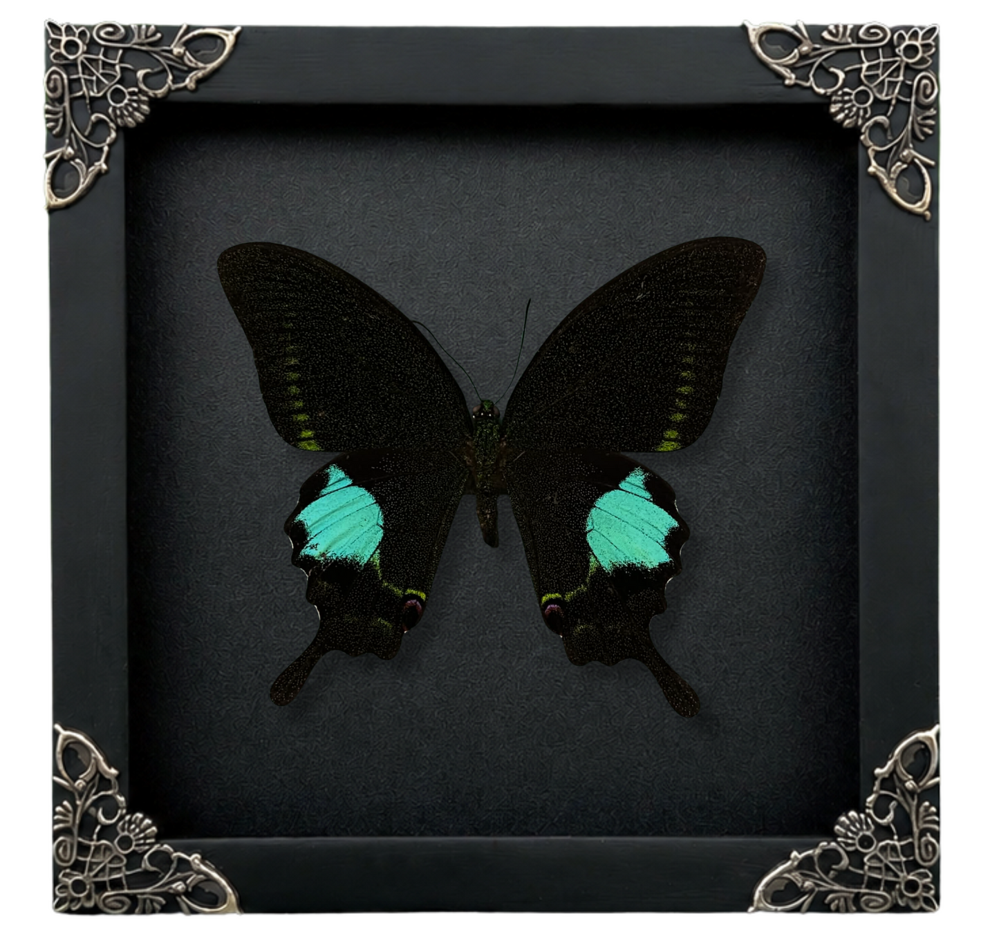 Real Papilio Paris Butterfly in Shadow Box Dried Insect Specimen Gothic Oddities Decor K16-127-DE