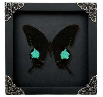 Real Papilio Paris Butterfly in Shadow Box Dried Insect Specimen Gothic Oddities Decor K16-127-DE