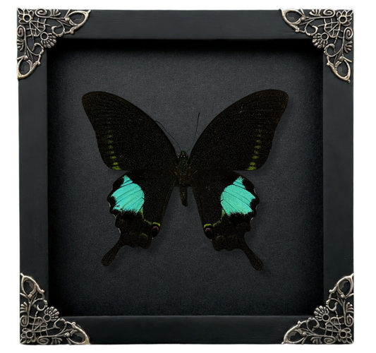 Real Papilio Paris Butterfly in Shadow Box Dried Insect Specimen Gothic Oddities Decor K16-127-DE