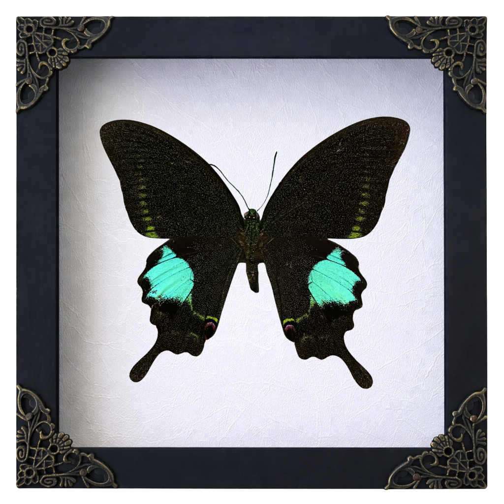 Real Papilio Paris Butterfly in Shadow Box Dried Insect Specimen Gothic Oddities Decor K16-127-DE