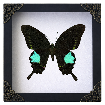 Real Papilio Paris Butterfly in Shadow Box Dried Insect Specimen Gothic Oddities Decor K16-127-DE