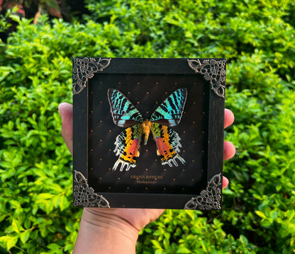 Sunset Moth Butterfly Moon Star Moon Phase Star Astrology Astronomy Background Frame Insect K14-29-AS5