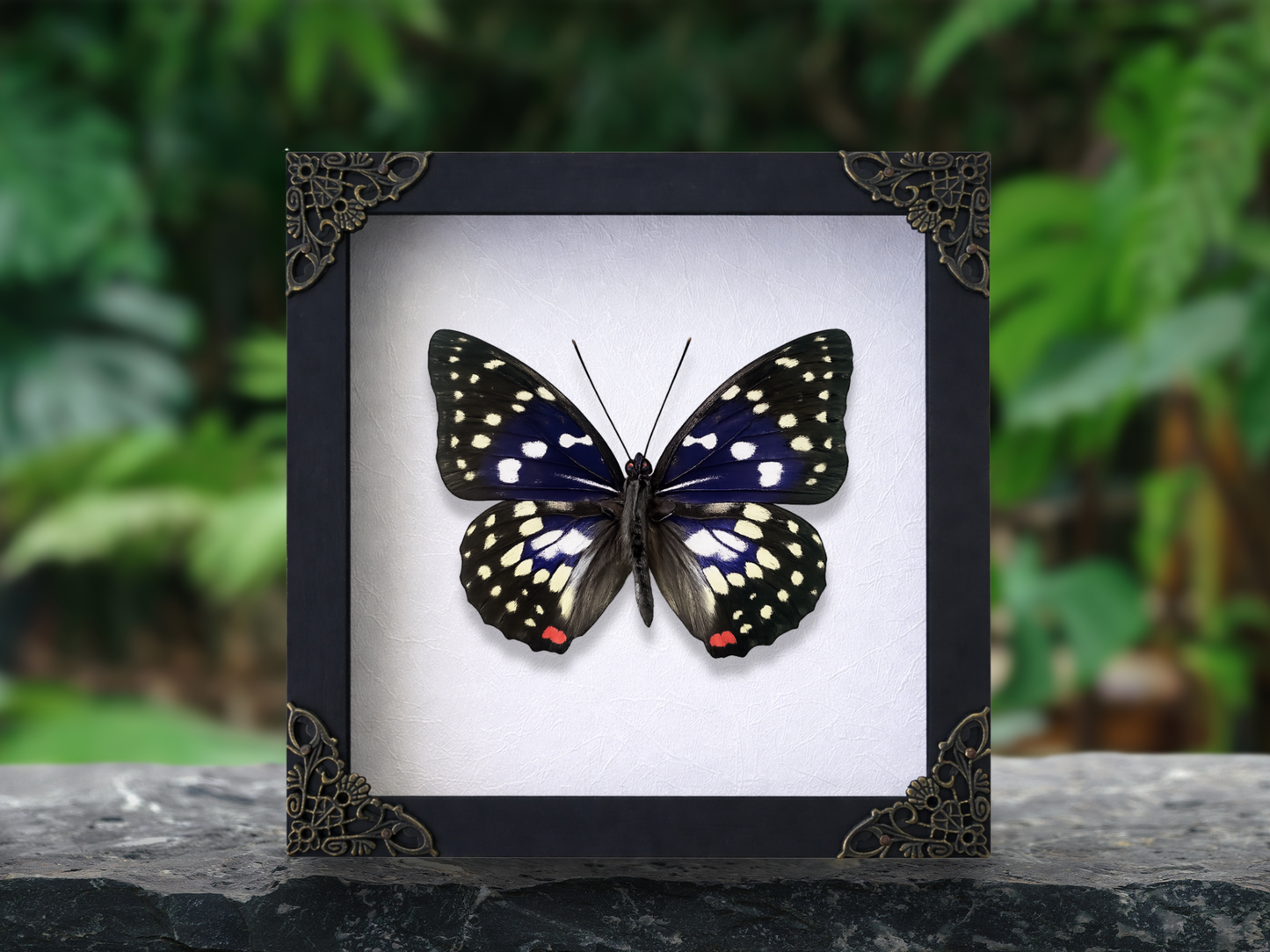 Real Sasakia charonda Butterfly Shadow Box| Purple Butterfly Frame| Dead Taxadermy Wall Hanging Oddities Artwork K16-131-DE