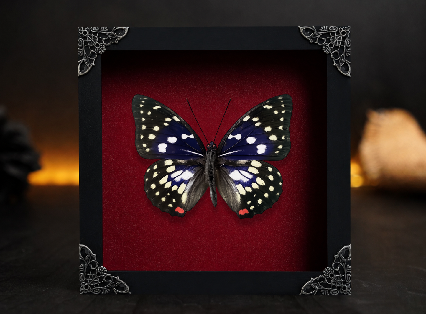 Real Sasakia charonda Butterfly Shadow Box| Purple Butterfly Frame| Dead Taxadermy Wall Hanging Oddities Artwork K16-131-DE