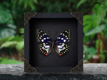 Real Sasakia charonda Butterfly Shadow Box| Purple Butterfly Frame| Dead Taxadermy Wall Hanging Oddities Artwork K16-131-DE