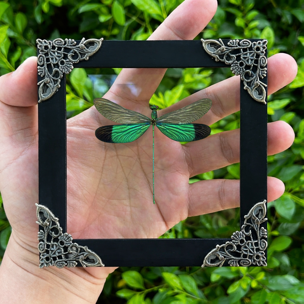 Real Green Damselfly Taxidermy Framed, Insect Bug Taxidermy, Curiosities Oddities Gothic Decor