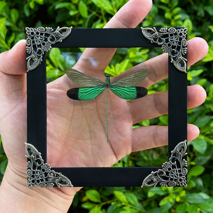 Real Green Damselfly Taxidermy Framed, Insect Bug Taxidermy, Curiosities Oddities Gothic Decor
