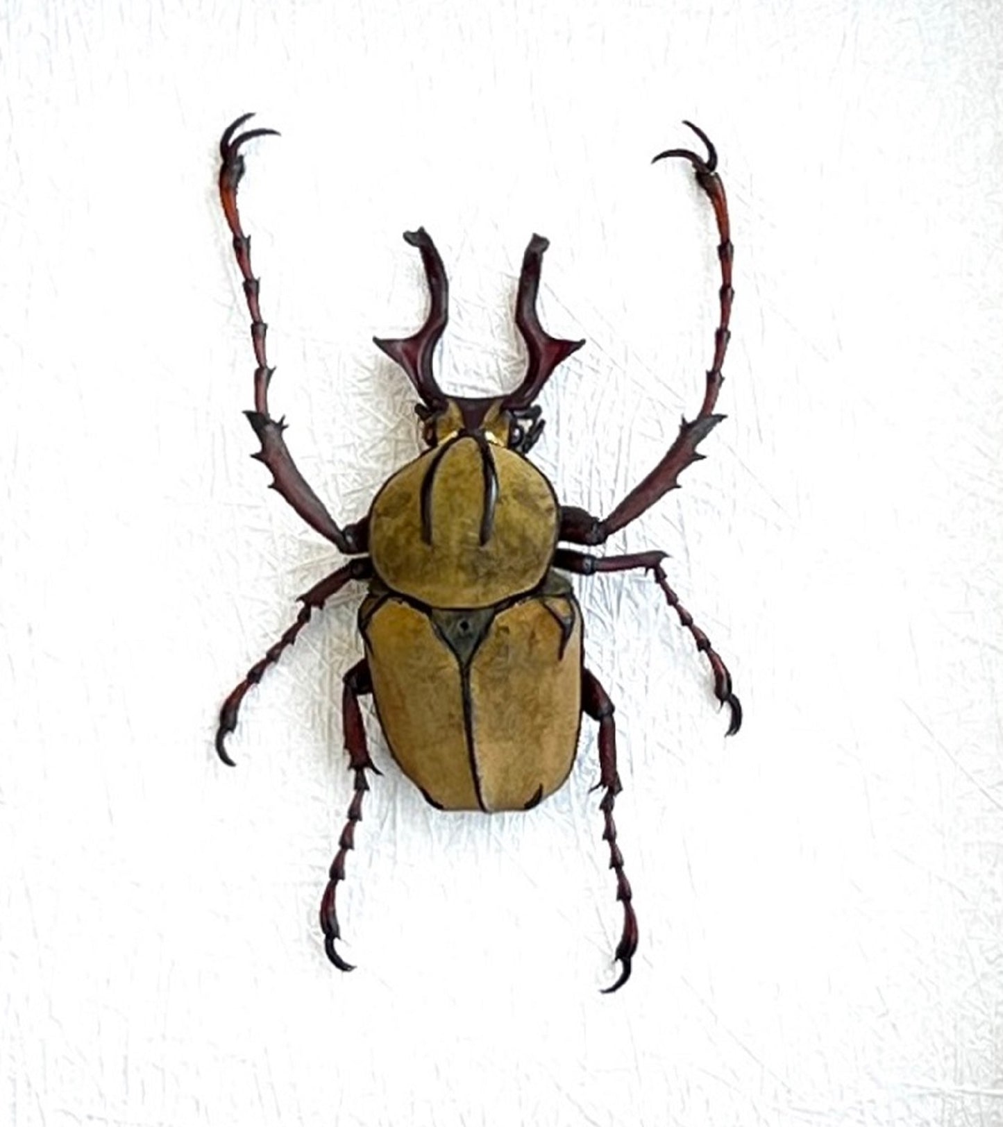Real Velvet Stag Beetle Specimen, Dried Beetle Insect, Unmounted Natural Insect Collectible