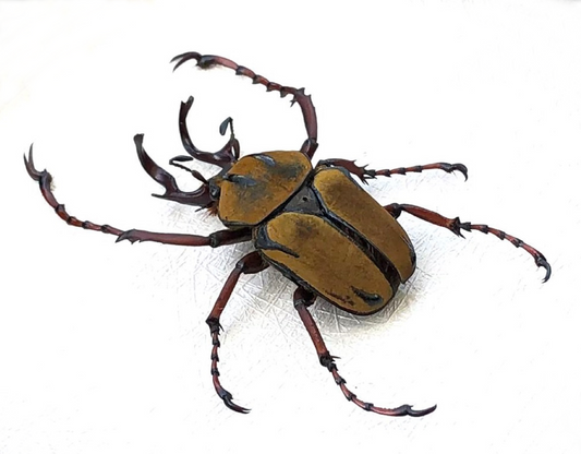 Real Velvet Stag Beetle Specimen, Dried Beetle Insect, Unmounted Natural Insect Collectible