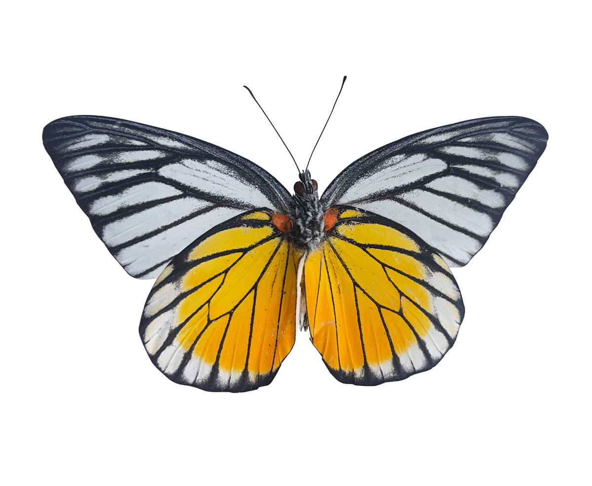 Yellow Butterfly Taxidermy, Prioneris thestylis, Dried Specimen Spread Wings, Real Insect Display