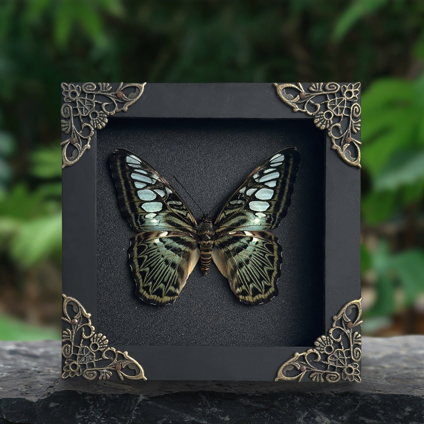Real Emerald Green Clipper Butterfly Framed Art, Preserved Butterfly Shadow Box, Butterfly Wall Decor