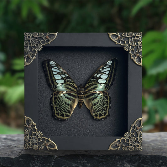 Real Emerald Green Clipper Butterfly Framed Art, Preserved Butterfly Shadow Box, Butterfly Wall Decor