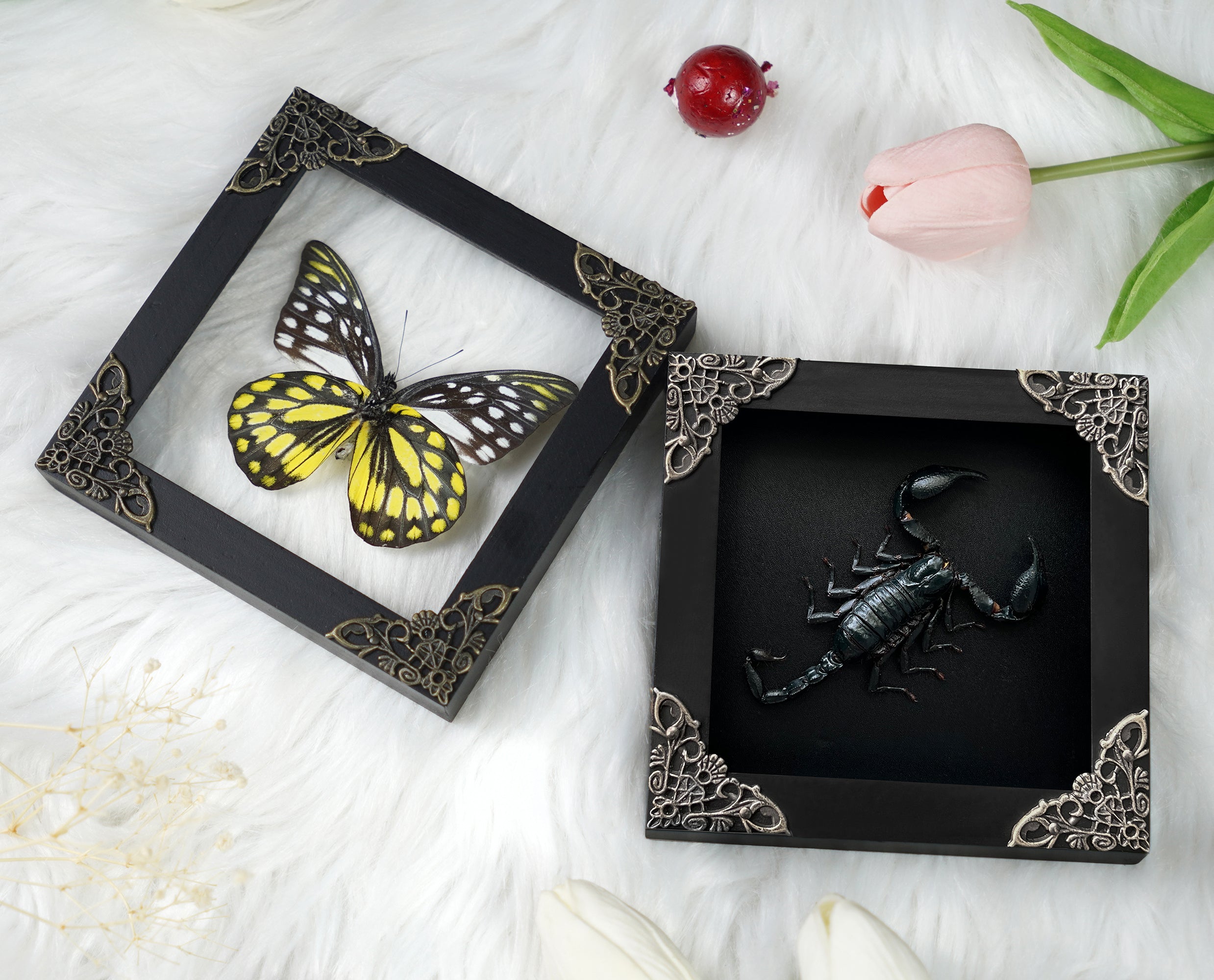 Taxidermy Scorpion & Butterfly Framed Crystal Display Shelf for Insect Gothic Decor K12-51DE10KINH