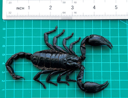 Real Scorpion Specimen, Insect Bug Taxidermy, Insect Entomology Display, Décor