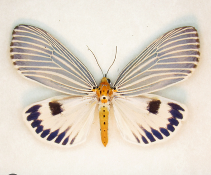 Real Moth Specimen, Erebid Moth Taxidermy Open wings, Insect Entomology Display, Decor