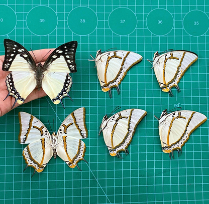 Real Great Nawab Butterfly Specimen, Polyura eudamippus, Dried Preserved Insect