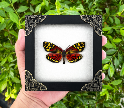 Real Framed Campylotes Histrionicus Butterfly Insect Glass Shadow Box K12-12-KINH