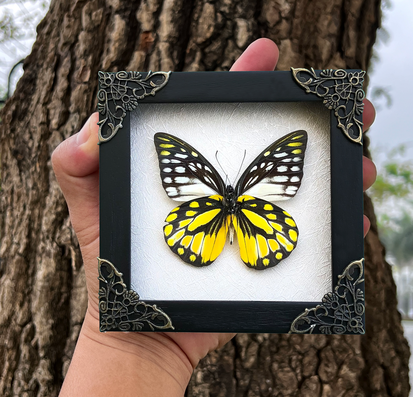 Real Framed Yellow Butterfly Dead Insect Dried Bug Beetle Shadow Box Black K12-10-DE