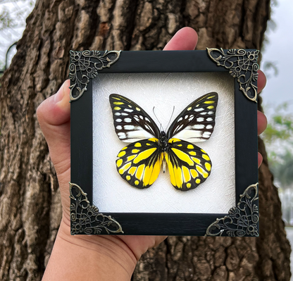 Real Framed Yellow Butterfly Dead Insect Dried Bug Beetle Shadow Box Black K12-10-DE