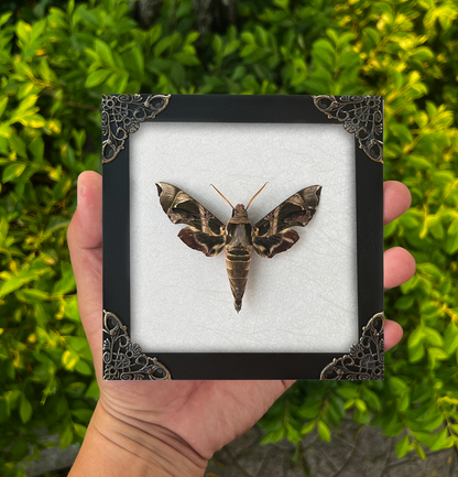 Framed Black Moth Taxidermy, Real Insect Bug Artwork, Gothic Home Decor and Oddities Wall Display  K14-74-DE