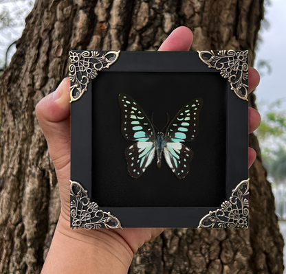 Real Butterfly Framed Art Gallery Collection Decor