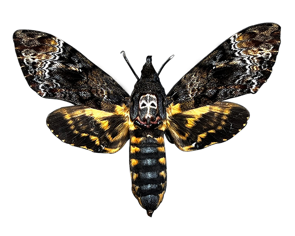 Real Spread Death Head Moth Acherontia Entomology Mounted Hawkmoth Insect Bug Oddity