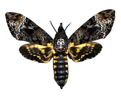 Real Spread Death Head Moth Acherontia Entomology Mounted Hawkmoth Insect Bug Oddity