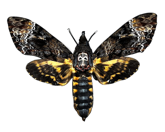 Real Spread Death Head Moth Acherontia Entomology Mounted Hawkmoth Insect Bug Oddity