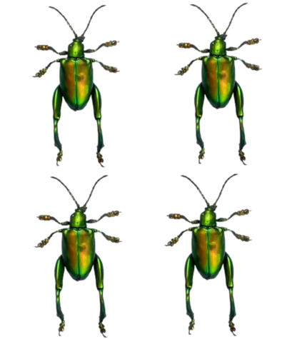 Real Frog-legged Beetle Specimen, Insect Bug Taxidermy, Insect Entomology Display, Décor