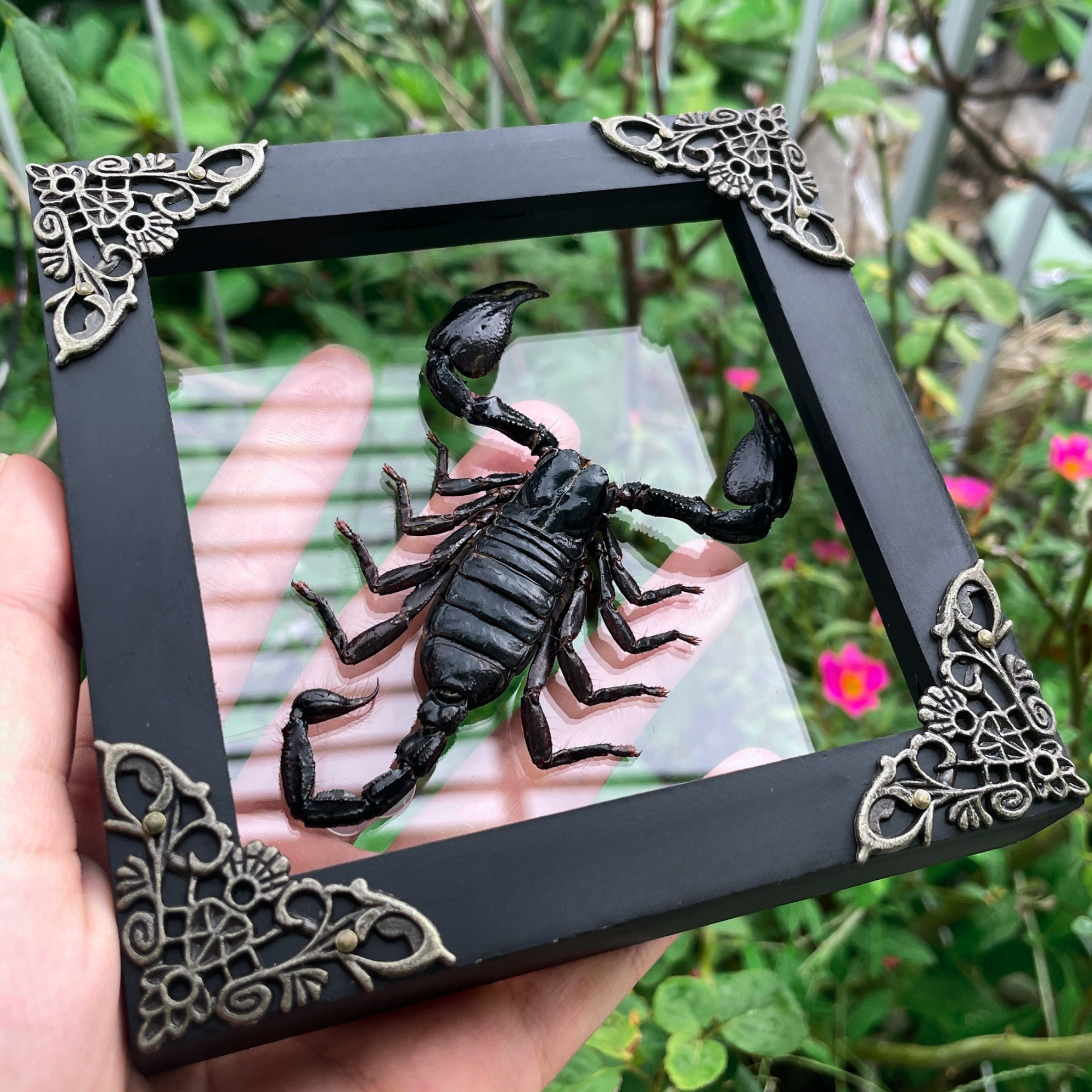 Scorpion Real Wooden Framed Dried Insect Taxidermy Bug K12-51-KINH