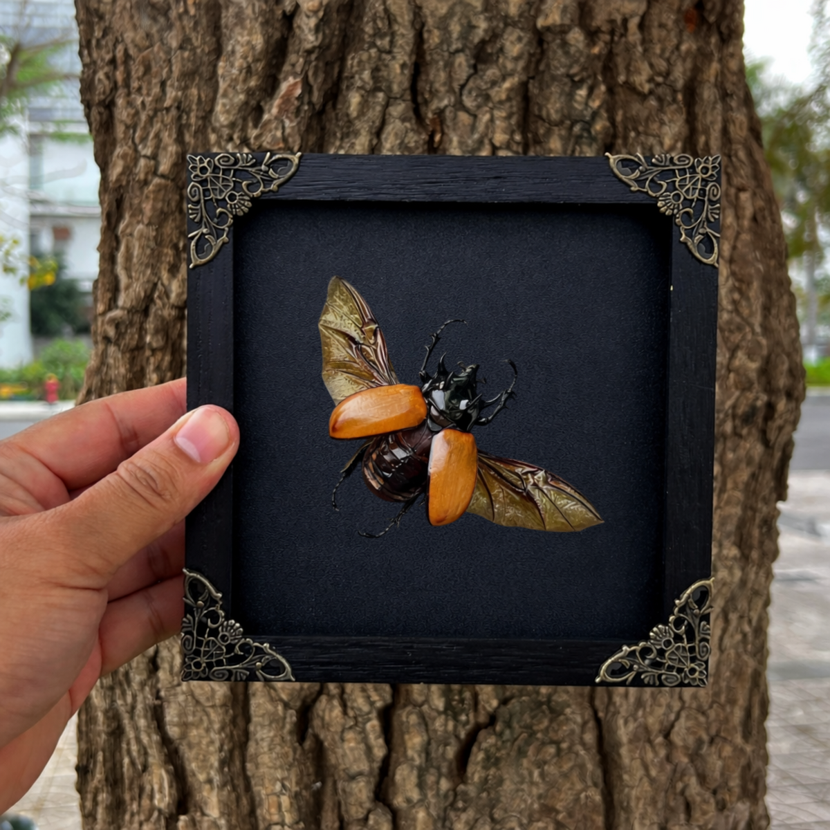 Framed Five-Horned Rhinoceros Beetle, Real Insect Bug Artwork, Gothic Home Decor and Oddities Wall Display