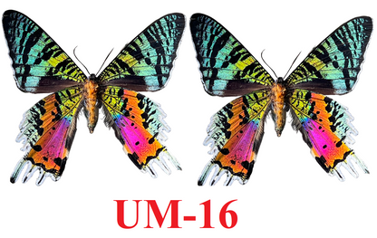 2 Real Sunset Moth Butterfly Specimen Collection Butterflies Mounted Dead Animal Preserved Entomology Oddity Scientific Lover Insect Office Desk Art Artwork Display UM-16…