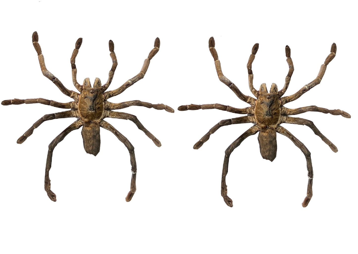 Real Tarantula Spider Taxadermy, Pinned Dried Insect Specimens, Oddities Curiosities Collection