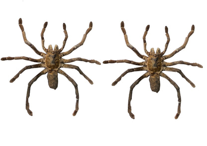 Real Tarantula Spider Taxadermy, Pinned Dried Insect Specimens, Oddities Curiosities Collection