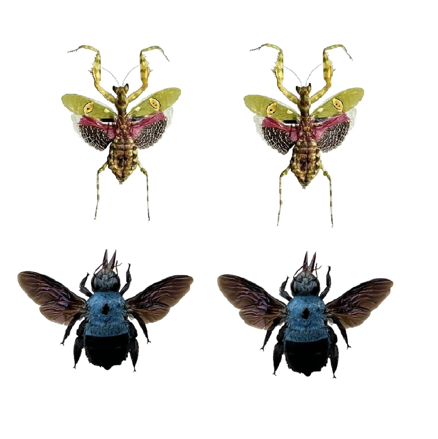 4 Real Flower Mantis Blue Bee, Insect Specimen Collection Entomology, Bug Mounted Display UM-19