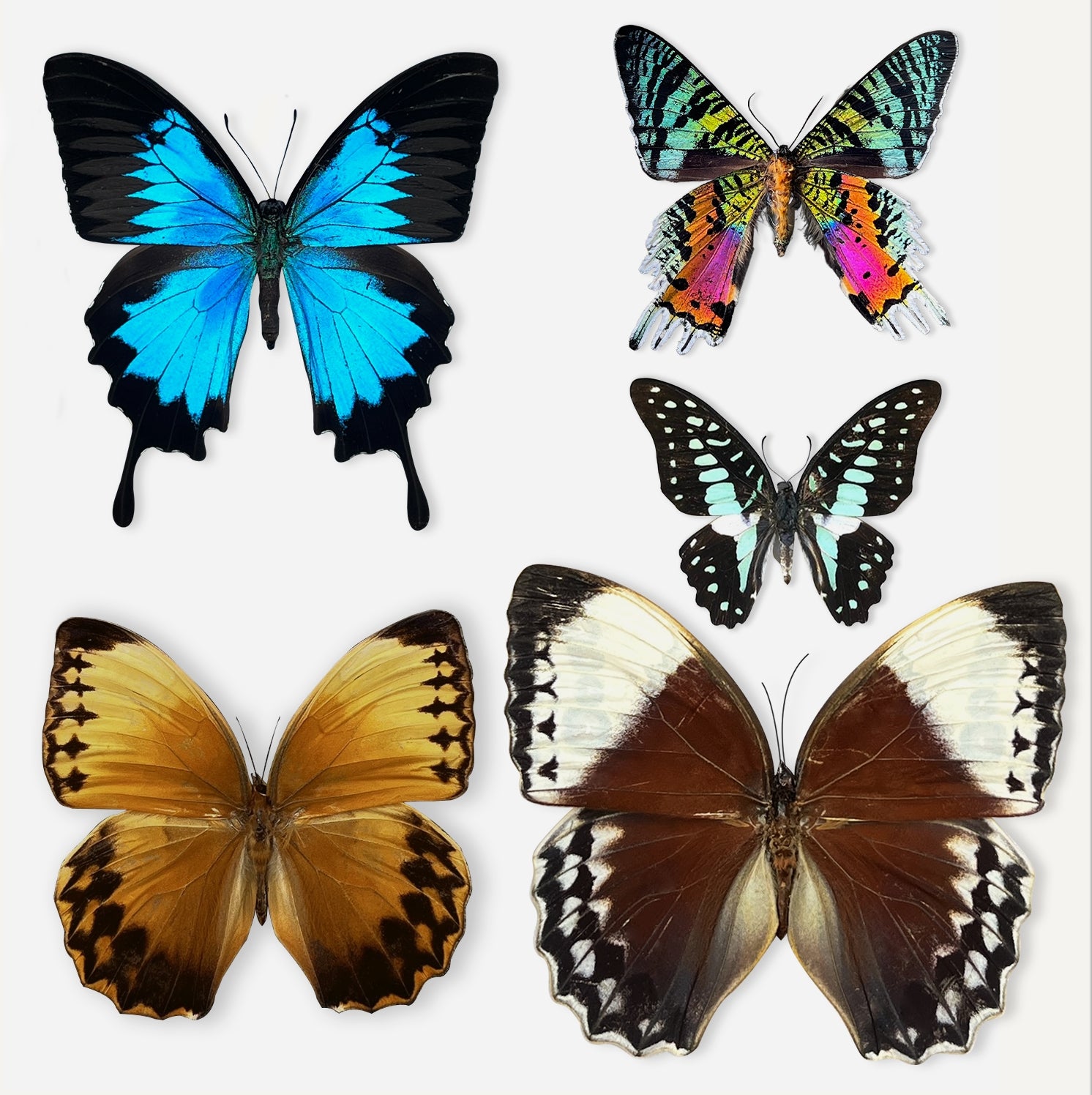 5 Real Butterfly Specimen Collection Butterflies Mounted Dead Animal Preserved Entomology Taxidermy Oddity Scientific Lover Insect Office Desk Art Artwork Display UM-25-A1
