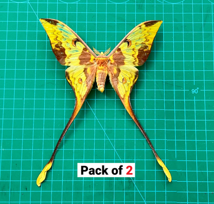 Comet Moth Argema mittrei – Pack of 2 Real Moth Specimens Spread Wings
