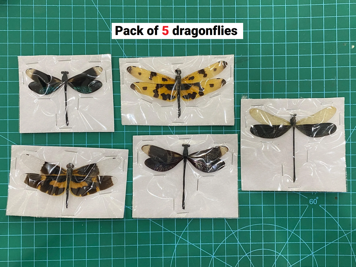 Damselfly Dragonfly Specimens Spread Wings Open Wholesale Lot Bug Taxidermy Insect Bugs Beetle Taxadermy CHUONX5