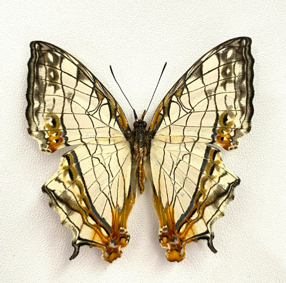 Real Map Butterfly Taxidermy Framed Insect Bug Art Gothic Oddities Wall Decor K12-126-DE