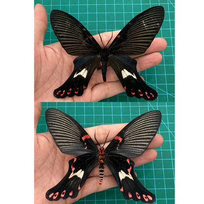 Real Framed Epicopeia Polydora Butterfly - Mimic Moth Taxidermy Butterfly Taxadermy Wall Hanging Art Oddities Curiosities K16-132-DE