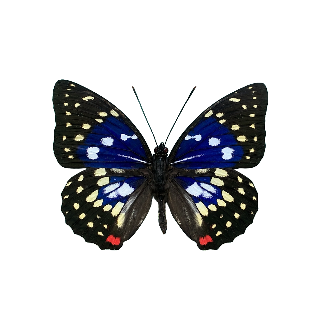 Great Purple Emperor Sasakia charonda Specimen